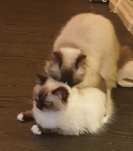 Pablo the Ragdoll onlyfans porn nude