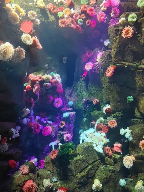 Opal Siren onlyfans leak new