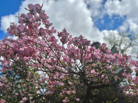 OnyxSuicide onlyfans nide