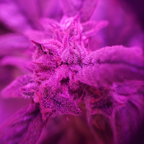 Alana Blaze_ onlyfans nude leaks