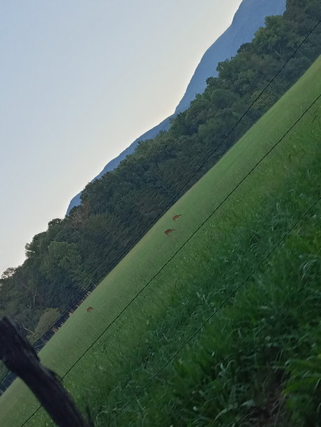 Alecia Ray topless onlyfans