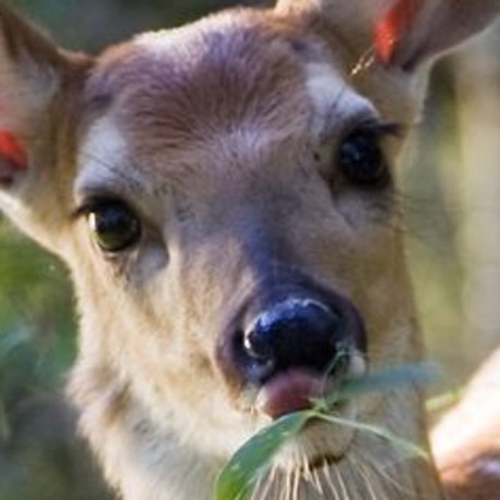 cherubelly hot onlyfans