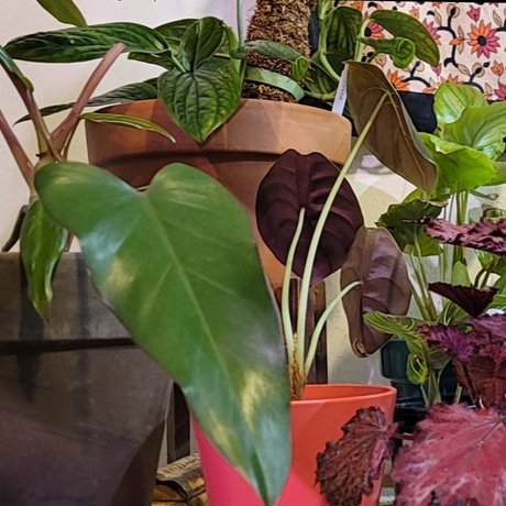 PlantsandNudes onlyfans sexy