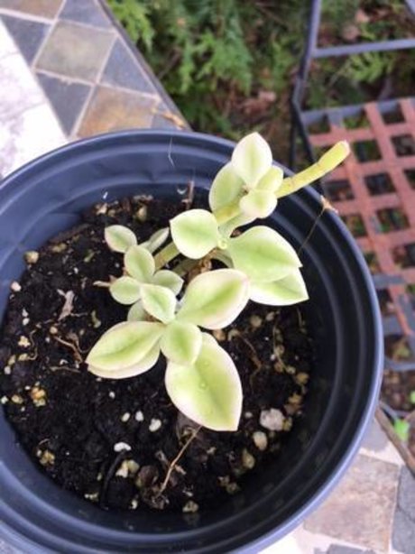 ayam onlyfans leaks porn