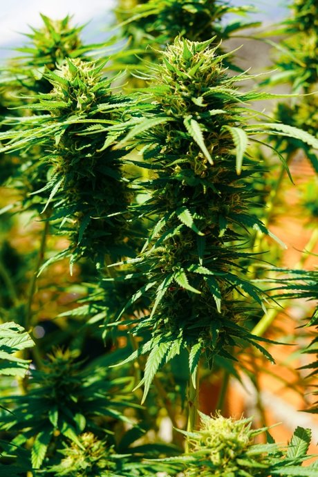 Dany Happy topless onlyfans