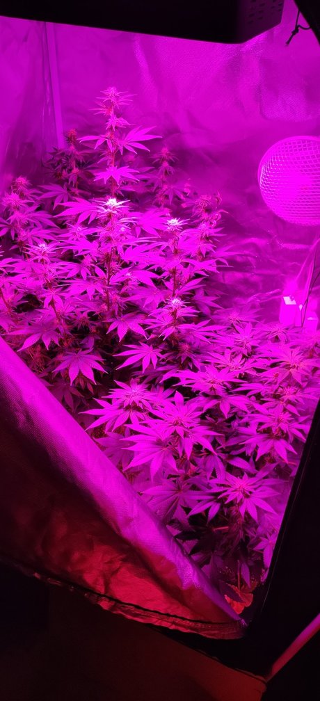 Post K onlyfans leak free