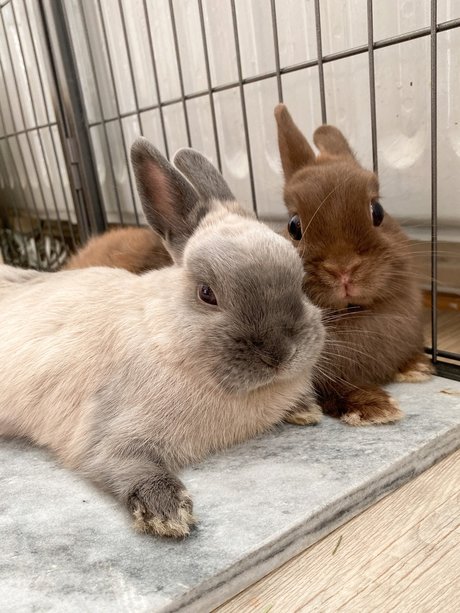 Ponzu amp amp Mocha naked on onlyfans