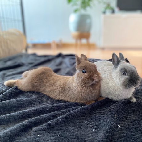 Ponzu amp amp Mocha onlyfans sex leak