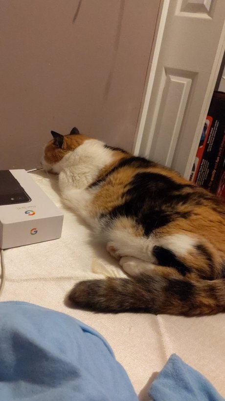 Chillingwithcats onlyfans naked