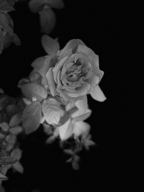 Pup Thor onlyfans leakd