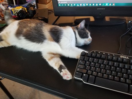 R2DT onlyfans leaked dirtyship