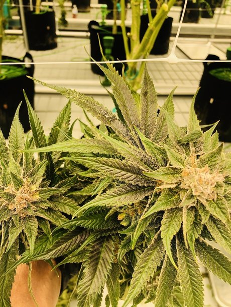 Leann Zimmerman onlyfans nude tits