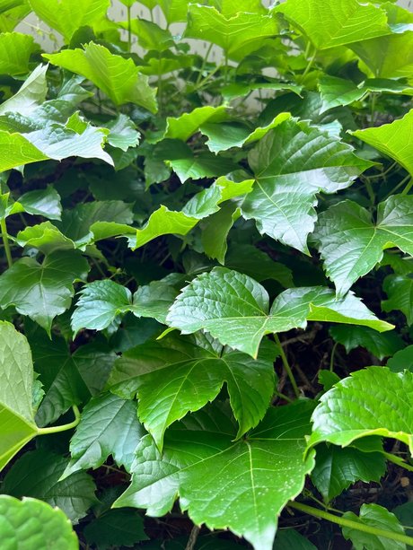 Badru 2 0 only fans review