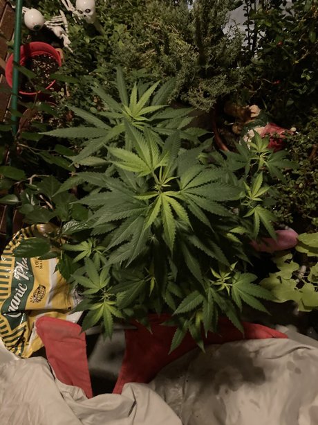 DonnieDepth onlyfans leaked dirtyship