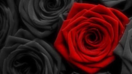 Dannie Rose only fans nude leaks