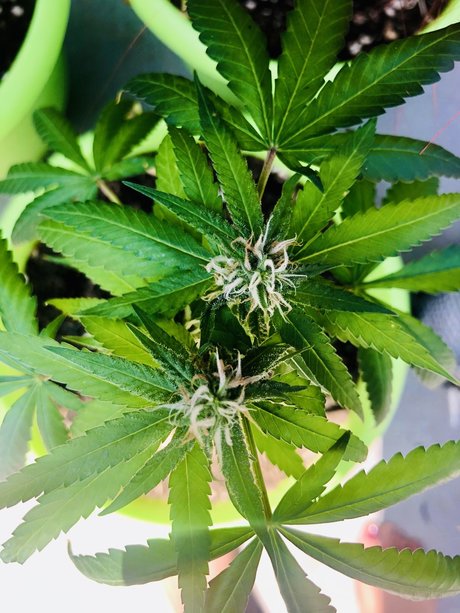 Kay Mella onlyfans sex