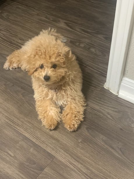 Fly man_ onlyfans sextape leak