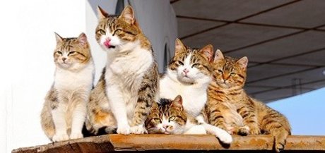 FAT CAT_ onlyfans xxx