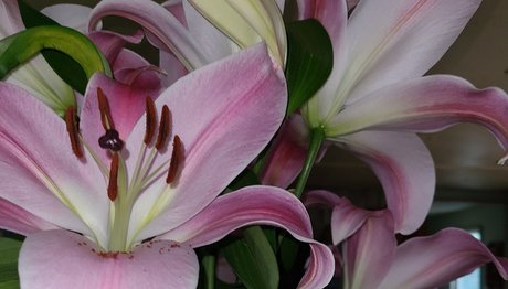 RAWRGLICIOUS onlyfans leak nude