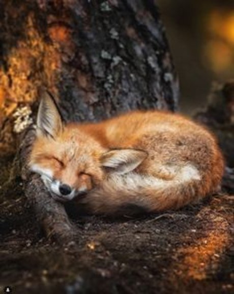 Raposinha_ only fans leaked porn