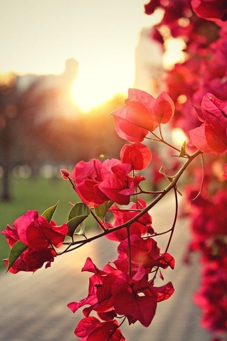 Red Enchantress onlyfans leak