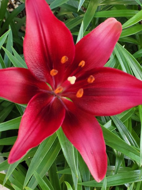 RedBee19 onlyfans exposed