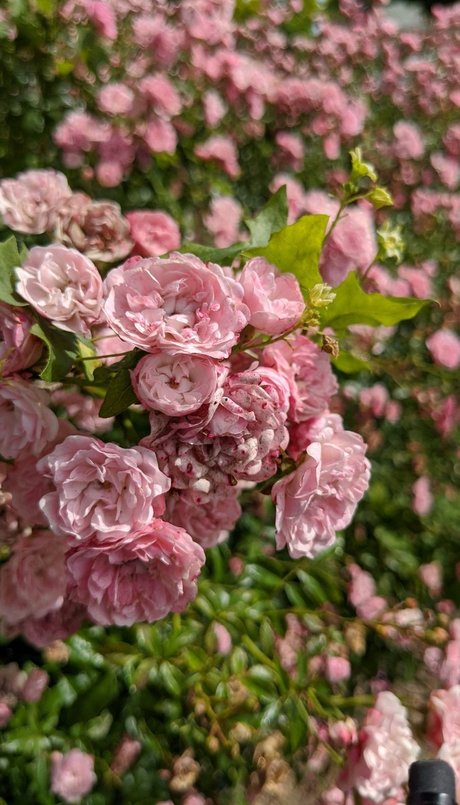 Sacha Rose Love onlyfans public photos