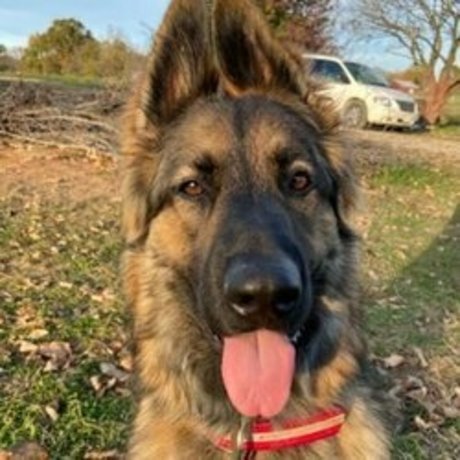 Sarge the Sable onlyfans free