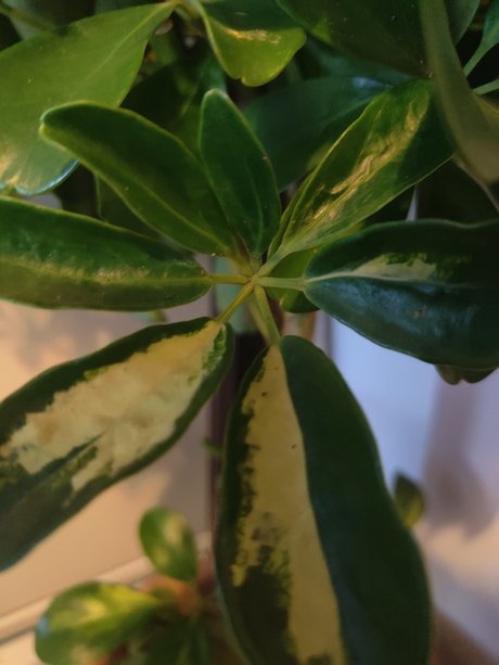 s1utty Shrubbery nude onlyfans leaked