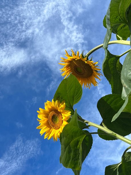 Szafyna onlyfans leaked porn