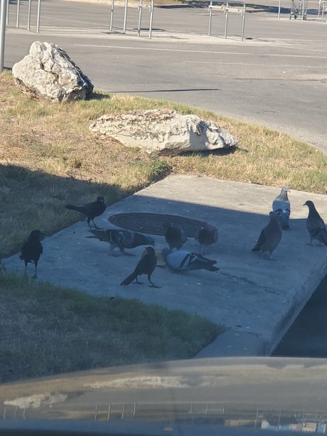 Thiccatxcub onlyfans nudes