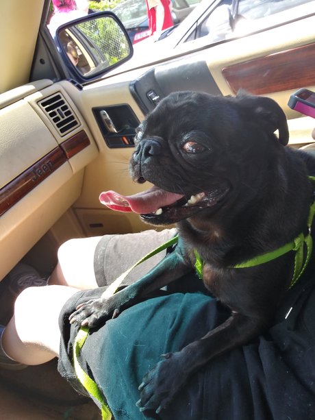 Pug n Company nude onlyfans