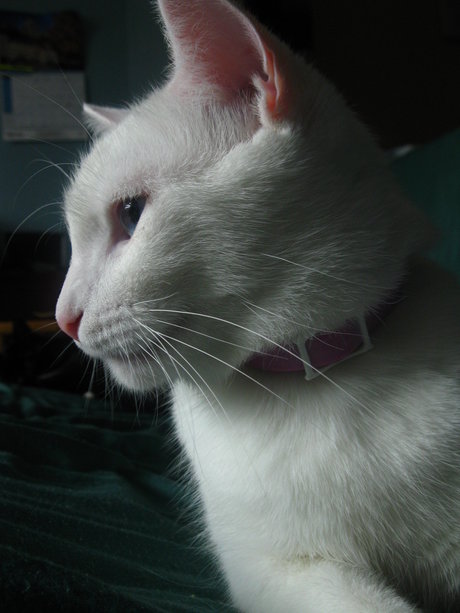 Tsuki onlyfans sextape