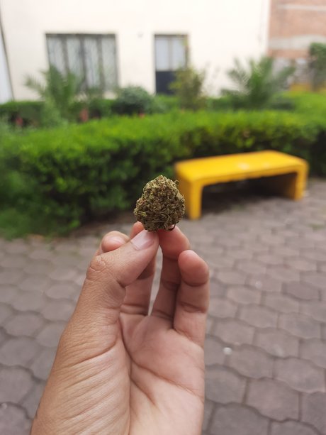 Mala Fama nudes onlyfans leak