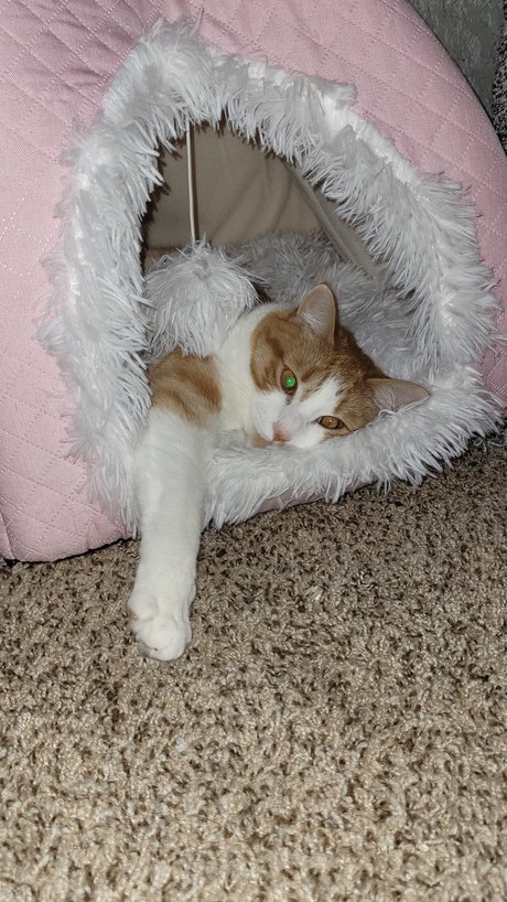 Zeus Lightning_ onlyfans leaked pictures