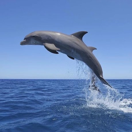 Jellyfishinnut leaked porn onlyfans