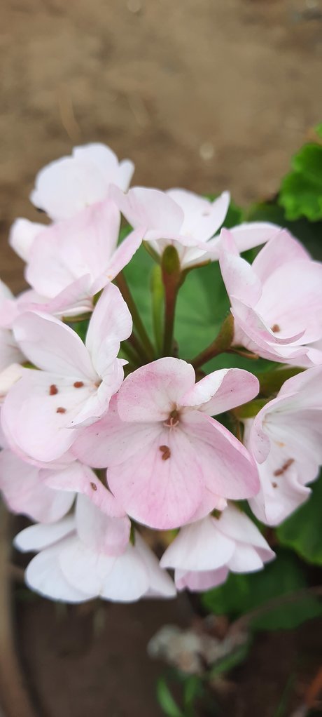 Fiorella onlyfans nudes