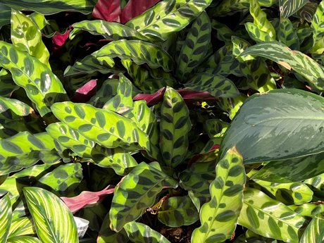 Natey boy on onlyfans