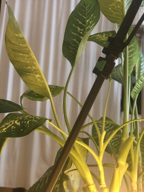 Nymphalia Lucia onlyfans sex leaks