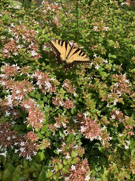 Kate Smith onlyfans nude leaked