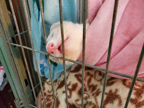 Ferret Fuzz Butts onlyfans model photos