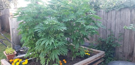 GSMaXiM sextape onlyfans