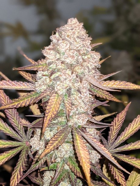 Ganja Farmer onlyfans porn nude