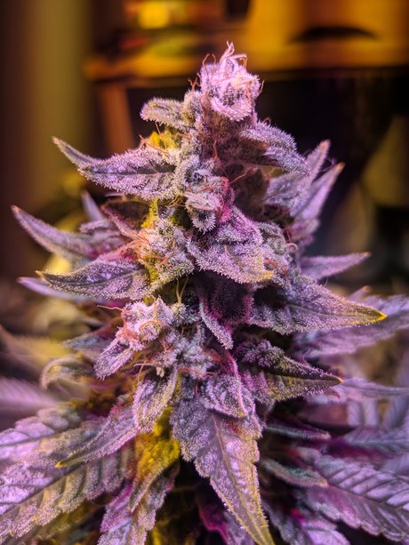 Ganja Farmer onlyfans leak