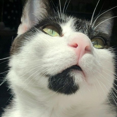 Oreo Cookie nude porn onlyfans