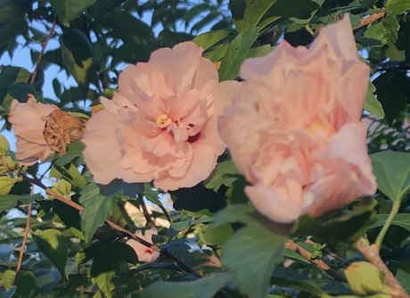 Lydia Evergreen onlyfans nude content