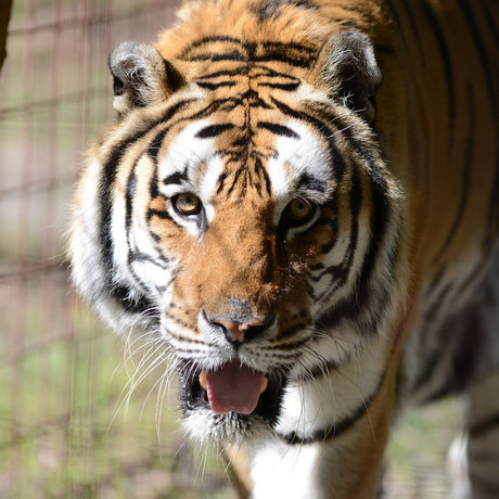 HiddenTiger Red onlyfans xx