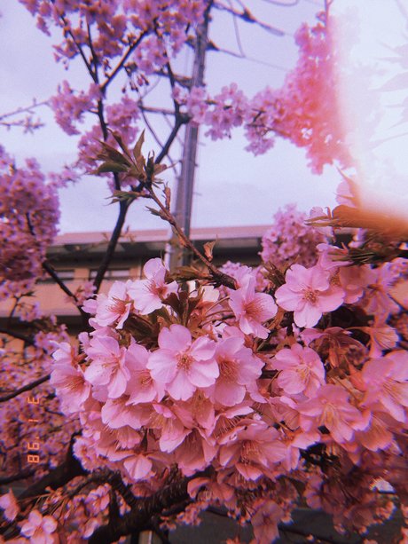 Mimi Neko leaked only fans