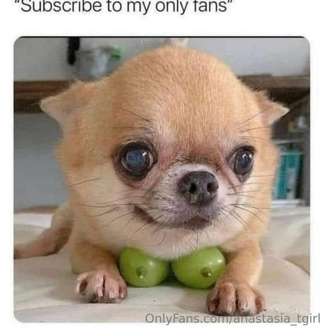 anastasia tgirl onlyfans