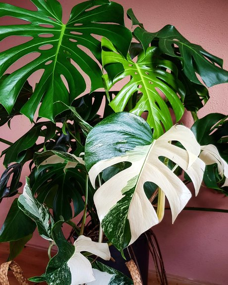 Monstera Mania onlyfans explicit content